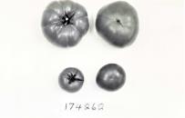 Click for 1 image(s) for this accession. FRUIT